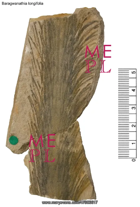 : Baragwanathia longifolia : Baragwanathia longifolia