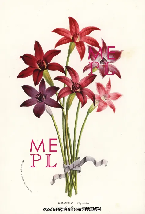 : Barbacenia hybrid cultivars : Barbacenia hybrid cultivars