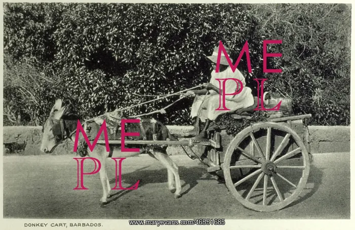 : Barbados - Donkey Cart : Barbados - Donkey Cart