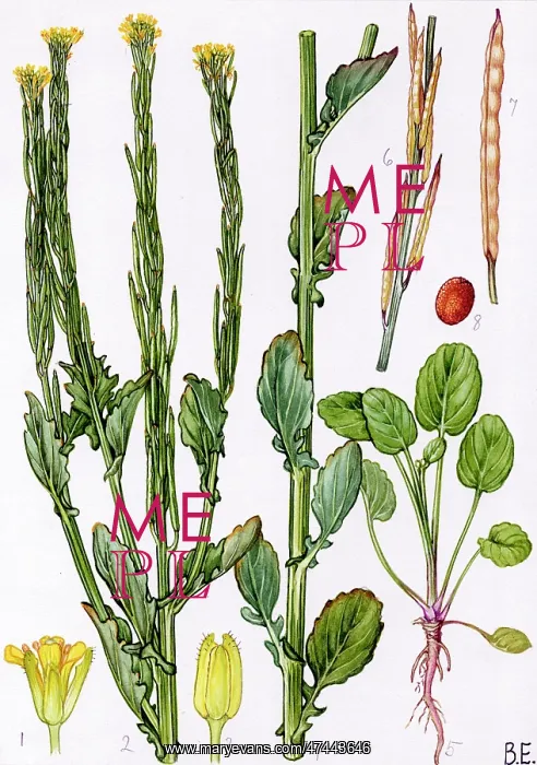  : Barbarea stricta