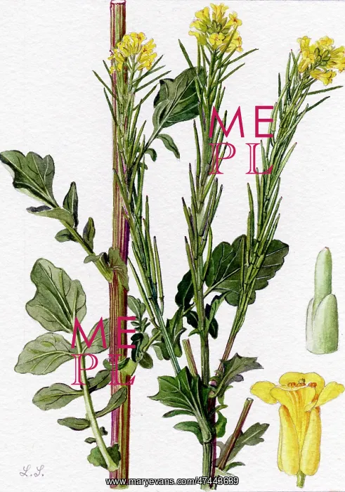  : Barbarea vulgaris