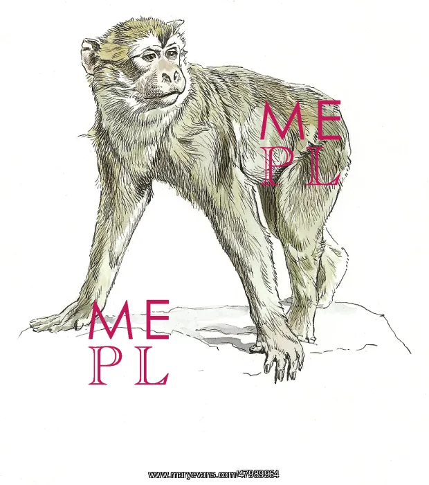 : Barbary Ape : Barbary Ape