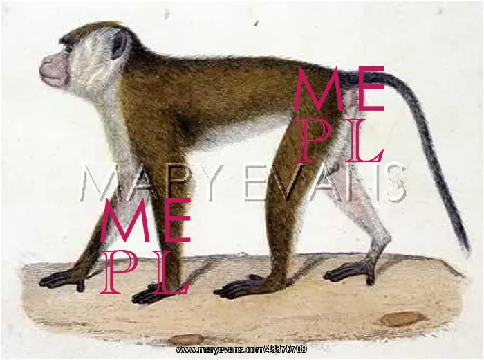  : BARBARY APE
