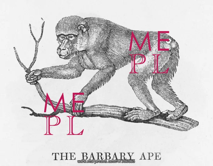 : BARBARY APE (BEWICK) : BARBARY APE (BEWICK)