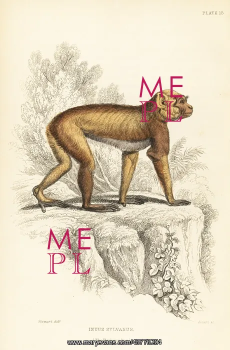 : Barbary ape, Macaca sylvanus. Endangered : Barbary ape, Macaca sylvanus. Endangered