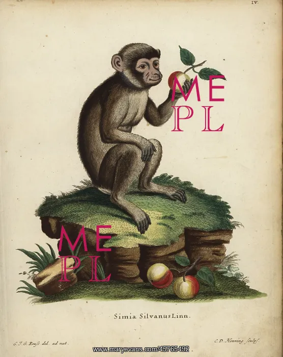 : Barbary ape or macaque, Macaca sylvanus. Endangered : Barbary ape or macaque, Macaca sylvanus. Endangered