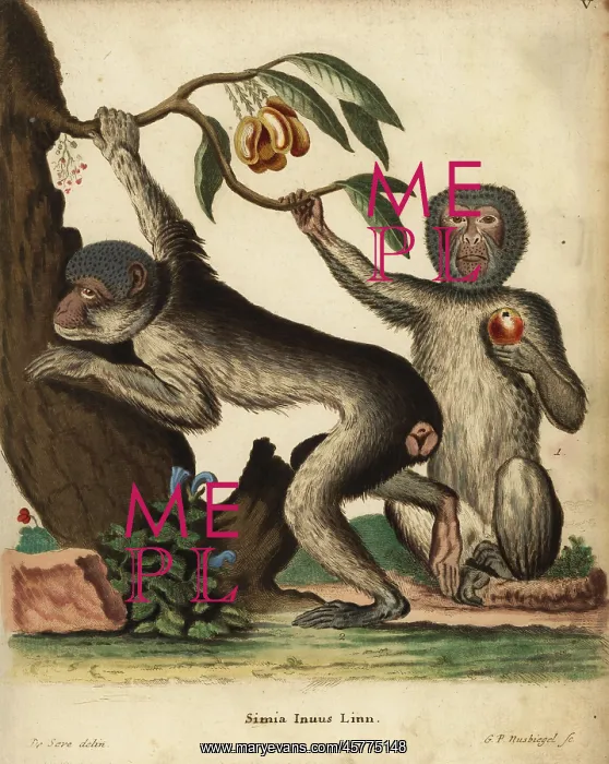 : Barbary ape or macaque, Macaca sylvanus. Endangered : Barbary ape or macaque, Macaca sylvanus. Endangered