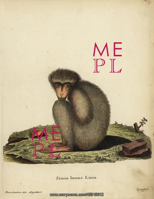 : Barbary ape or macaque, Macaca sylvanus. Endangered : Barbary ape or macaque, Macaca sylvanus. Endangered
