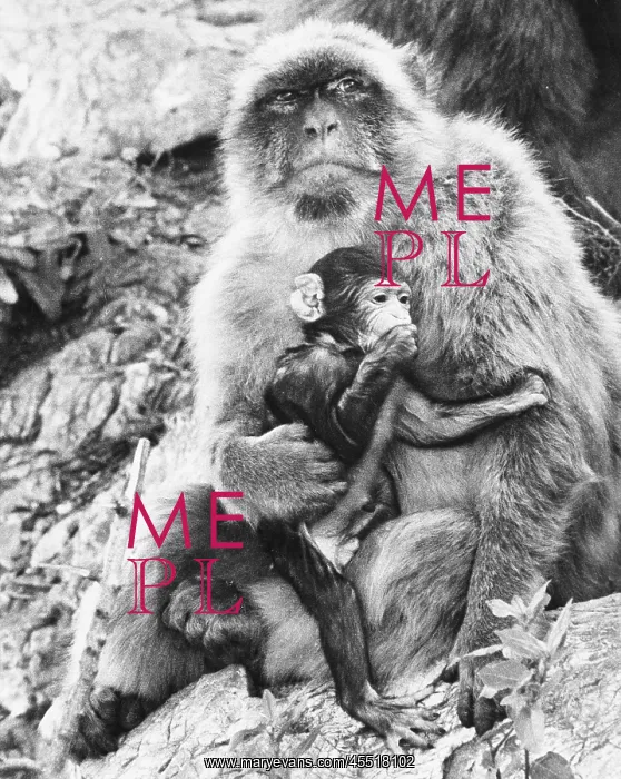 : BARBARY APE AND YOUNG : BARBARY APE AND YOUNG