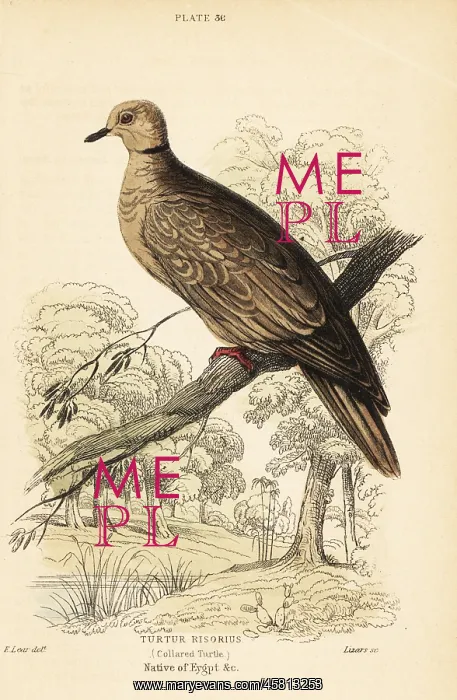 : Barbary dove, Streptopelia risoria : Barbary dove, Streptopelia risoria