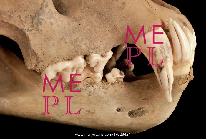  : Barbary lion skull