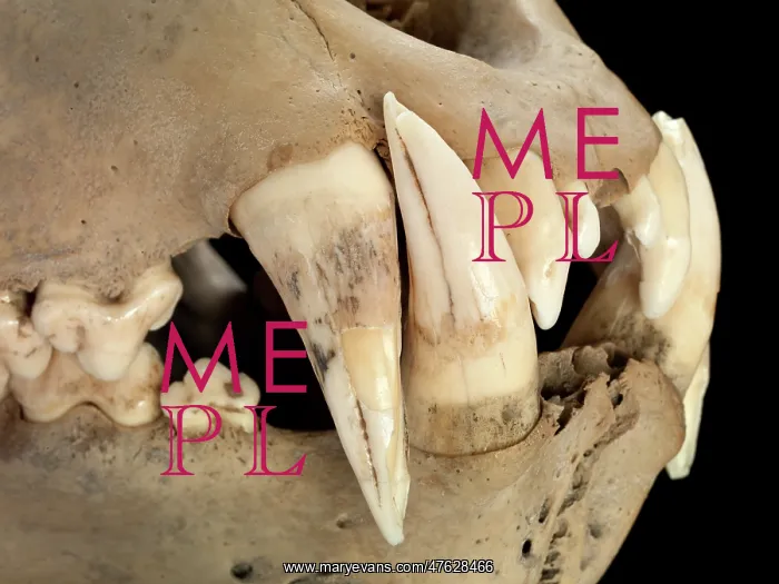 : Barbary lion skull : Barbary lion skull