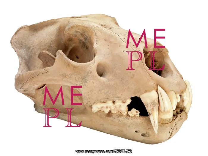 : Barbary lion skull : Barbary lion skull
