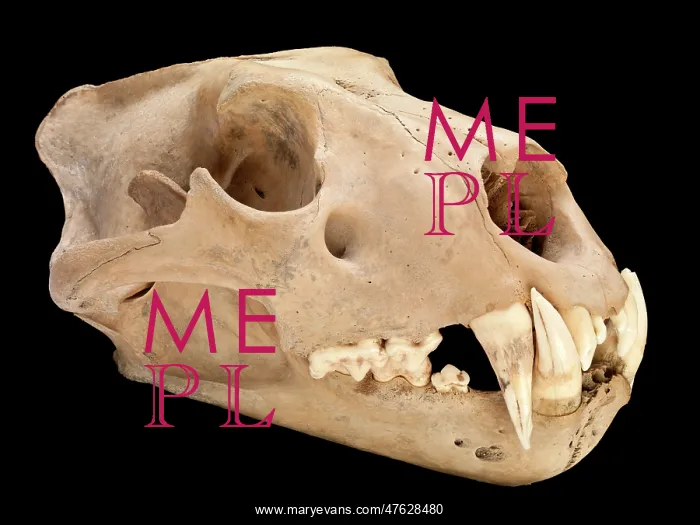 : Barbary lion skull : Barbary lion skull