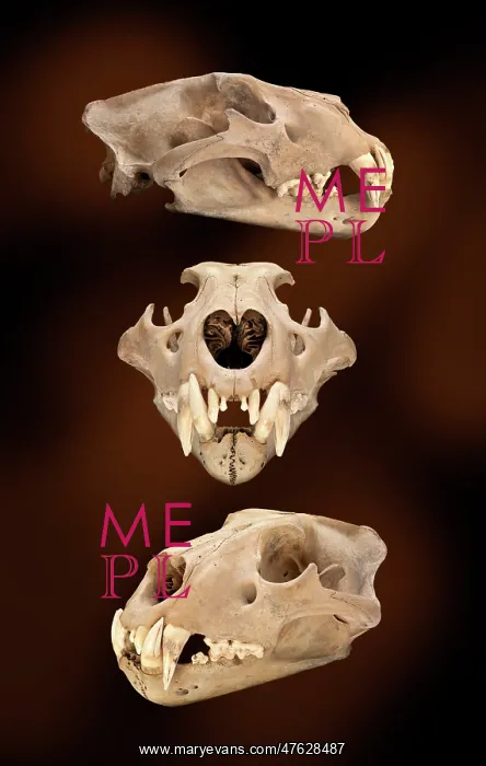 : Barbary lion skull : Barbary lion skull