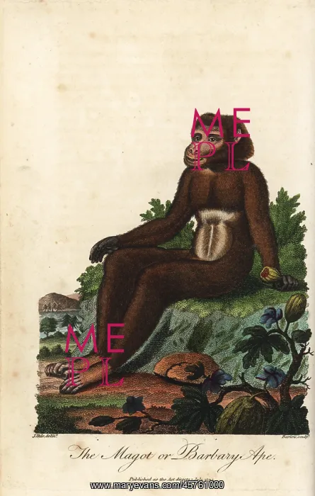 : Barbary macaque, Macaca sylvanus, endangered : Barbary macaque, Macaca sylvanus, endangered