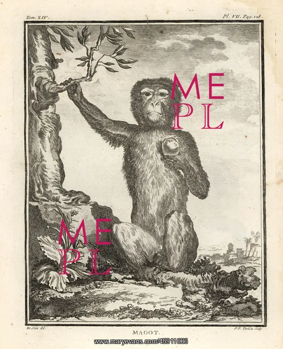 : Barbary macaque or magot, Macaca sylvanus. Endangered : Barbary macaque or magot, Macaca sylvanus. Endangered