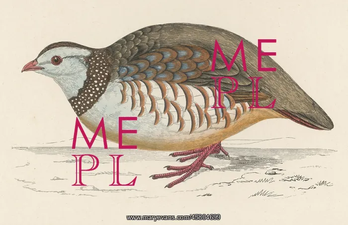  : BARBARY PARTRIDGE