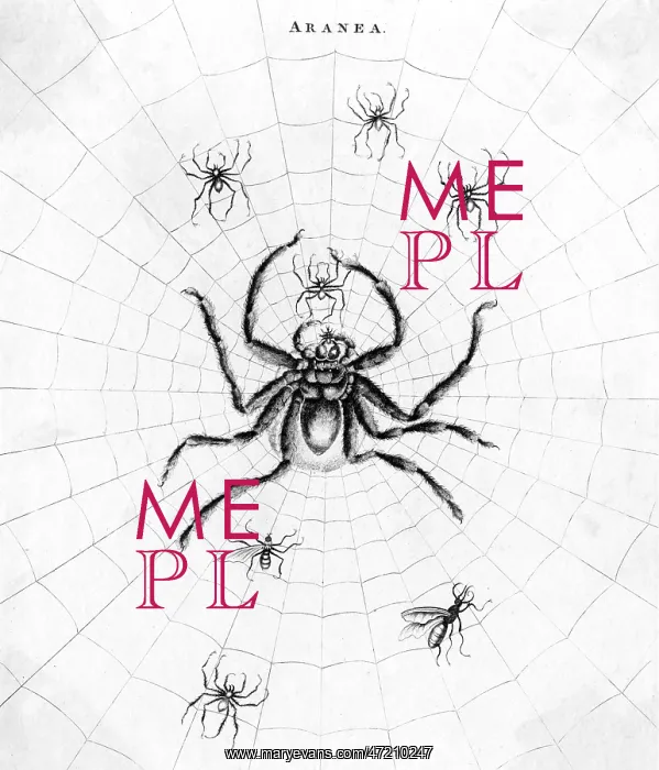 : Barbary Spider in its web : Barbary Spider in its web