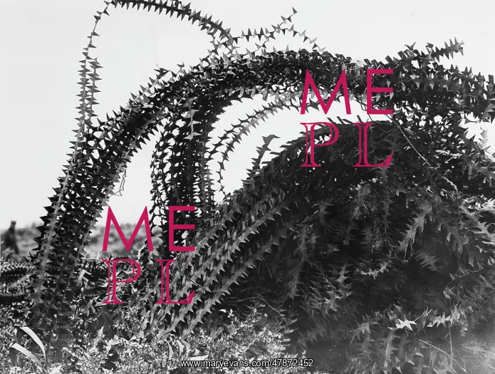 : Barbed Wire 1917 : Barbed Wire 1917