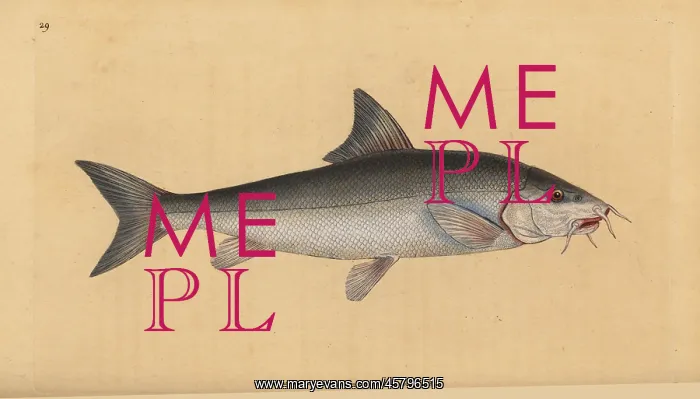 : Barbel, Barbus barbus : Barbel, Barbus barbus