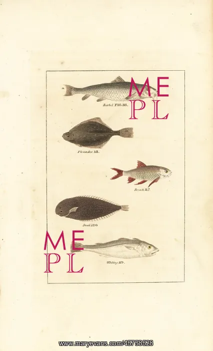 : Barbel, flounder, roach, sole, and whiting : Barbel, flounder, roach, sole, and whiting