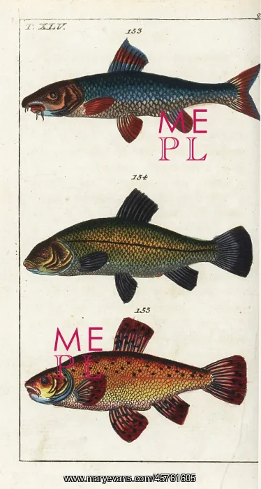 : Barbel, tench and goldfish : Barbel, tench and goldfish