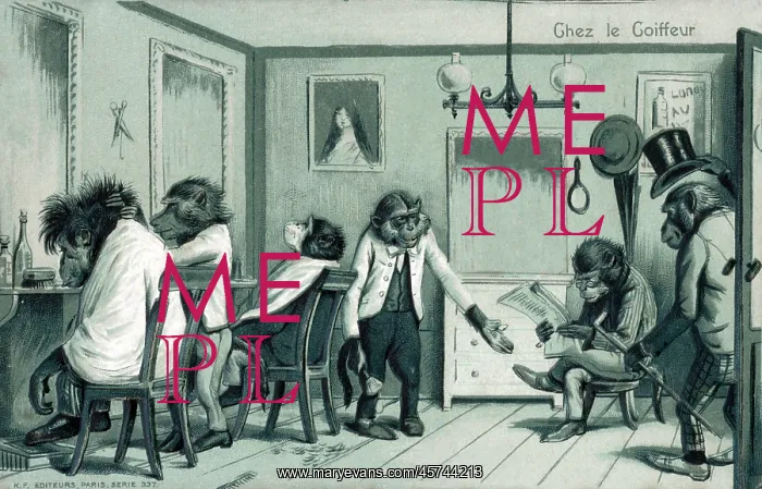 : At the Barber - hirsute monkeys popping in for a trim : At the Barber - hirsute monkeys popping in for a trim