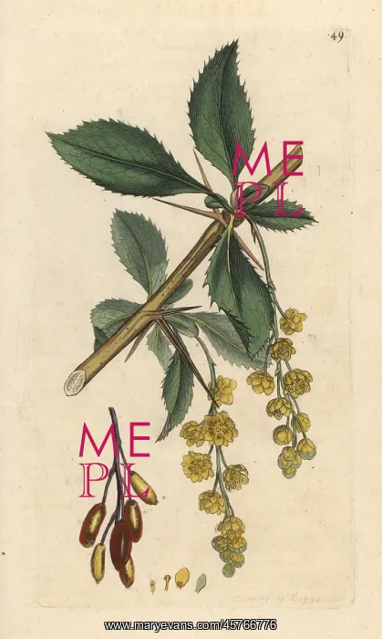 : Barberry, Berberis vulgaris : Barberry, Berberis vulgaris