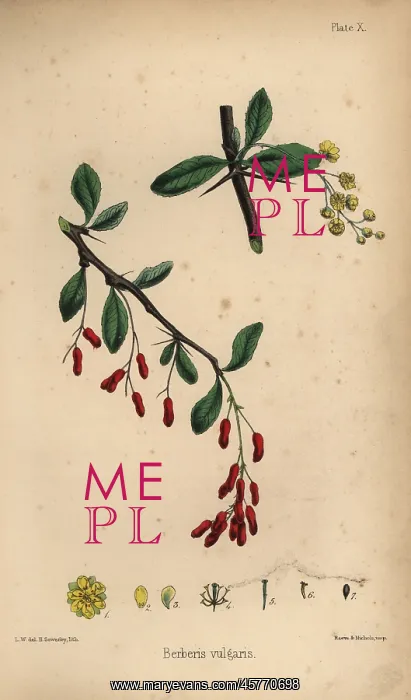 : Barberry, Berberis vulgaris : Barberry, Berberis vulgaris