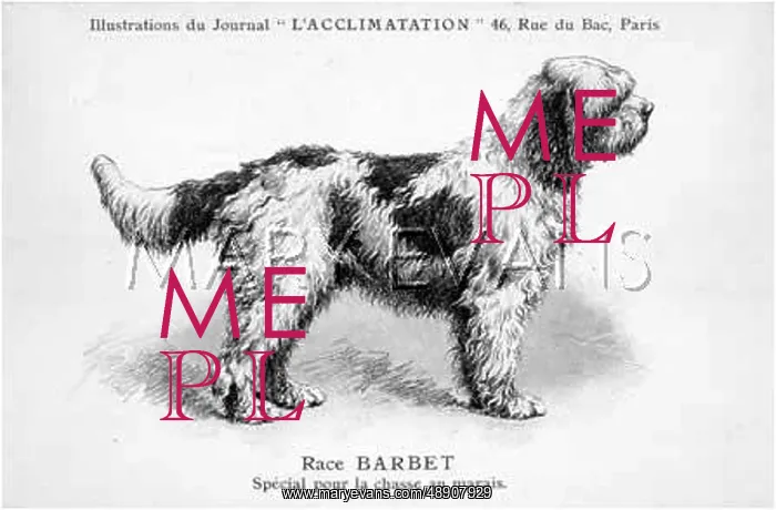 : Barbet Dog : Barbet Dog