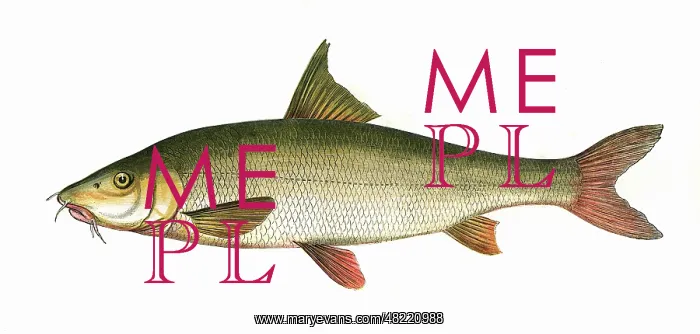 : Barbus barbus, or Common Barbel : Barbus barbus, or Common Barbel