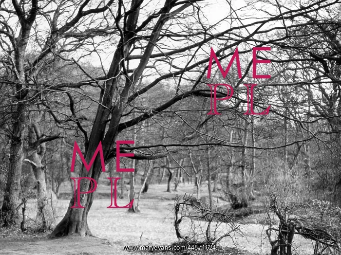 : BARE SPRING BRANCHES : BARE SPRING BRANCHES