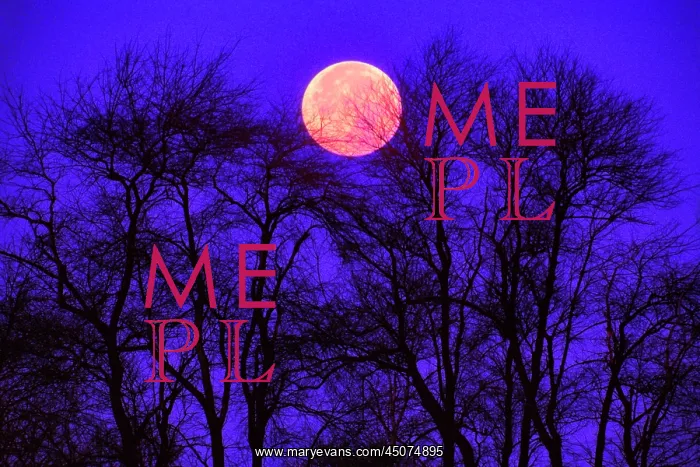 : Bare Tree Branches on a Dark Night Silhouetted against Red : Bare Tree Branches on a Dark Night Silhouetted against Red