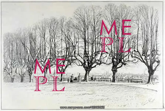 : BARE TREES IN WINTER : BARE TREES IN WINTER