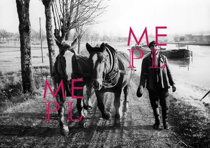 : Barge pulled up stream by horses near Mittersheim, WW2 : Barge pulled up stream by horses near Mittersheim, WW2