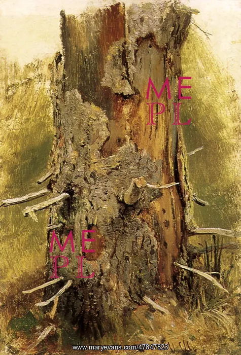  : The Bark on a Dead Tree Trunk