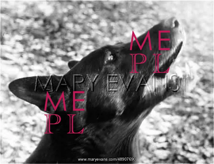  : BARKING DOG