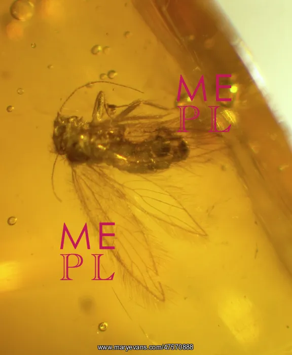 : Barklouse in amber : Barklouse in amber