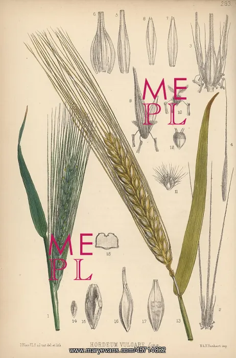 : Barley, Hordeum vulgare : Barley, Hordeum vulgare