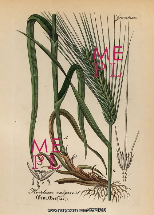 : Barley, Hordeum vulgare : Barley, Hordeum vulgare