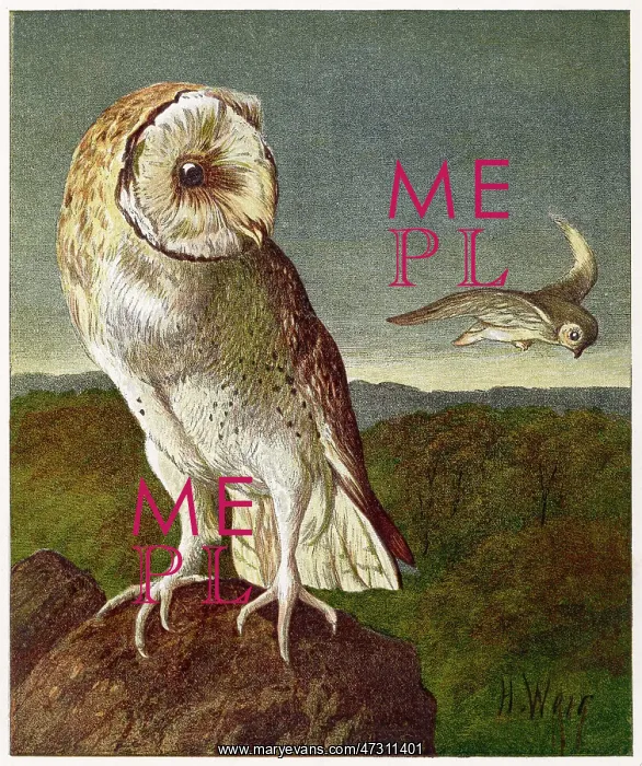 : BARN OWL 1877 : BARN OWL 1877