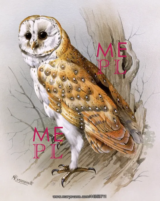 : A Barn Owl : A Barn Owl