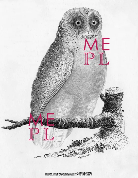 : Barn Owl (Tyto alba)