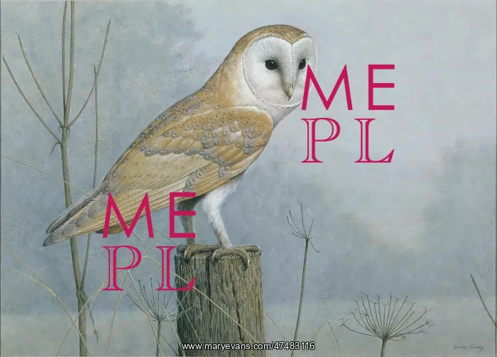 : Barn Owl on a fence post : Barn Owl on a fence post