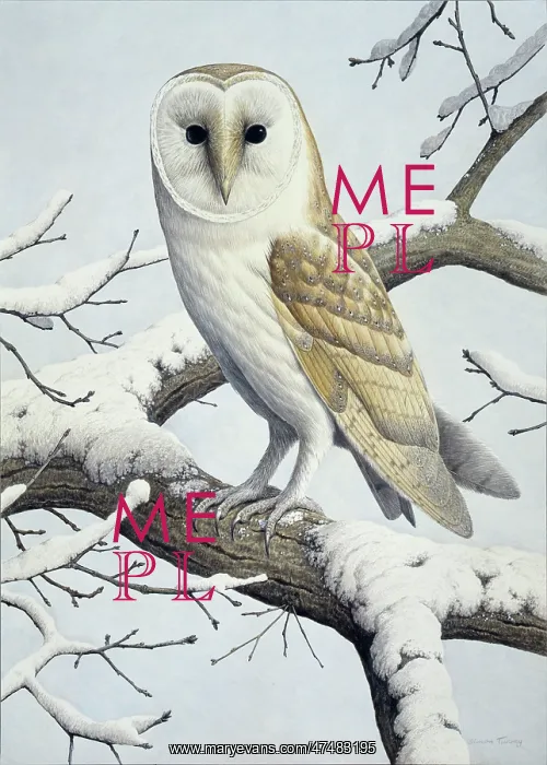  : Barn Owl - on a snow covered branch