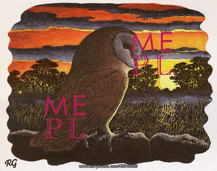 : Barn Owl looking over a field at sunset(Tyto alba) : Barn Owl looking over a field at sunset(Tyto alba)
