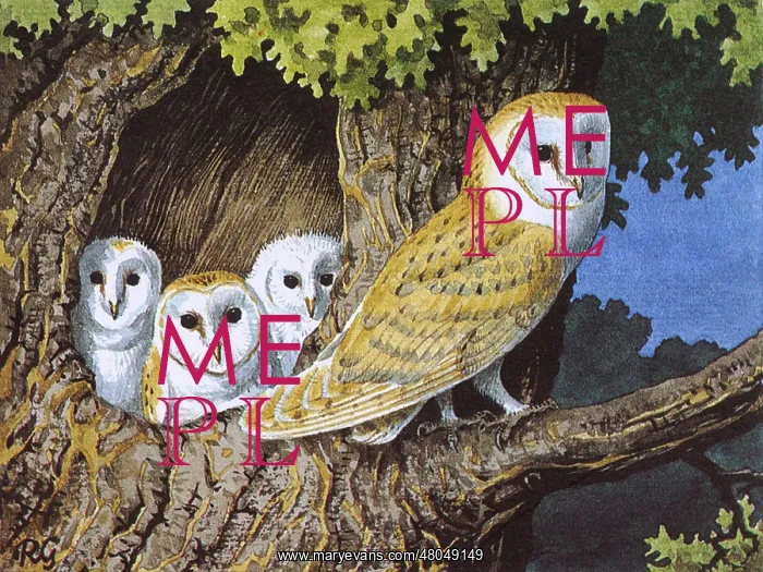 : Barn Owl (Tyto alba). A mother Barn Owl perches on the branch of a tree : Barn Owl (Tyto alba). A mother Barn Owl perches on the branch of a tree