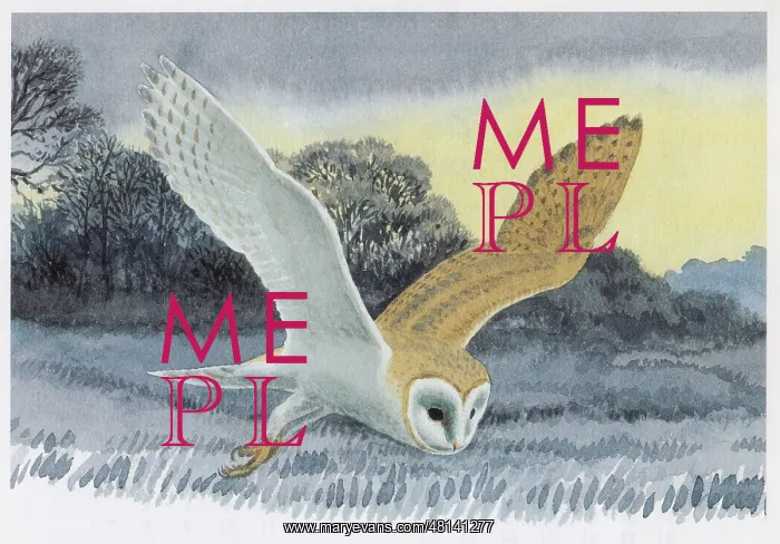  : Barn Owl