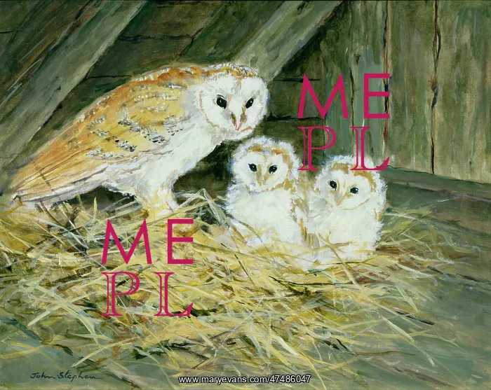  : Barn Owl with Fledglings